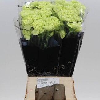 Freshy Lange Anjer “Marty” | Kleur: Groen | Lengte ± 70 centimeter | Per 20 stelen