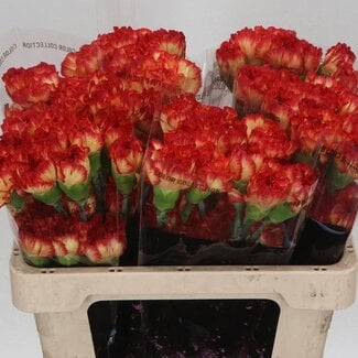 Freshy Korte Anjer “Zenit” | Kleur: Rood | Lengte ± 55 centimeter | Per 20 verse bloemen