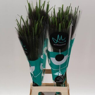 Freshy Pennisetum Black Fox