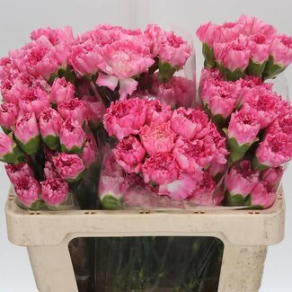 Freshy Korte Anjer “One Dollar” | Kleur: Gemengde Kleuren | Lengte ± 55 centimeter | Per 20 verse bloemen