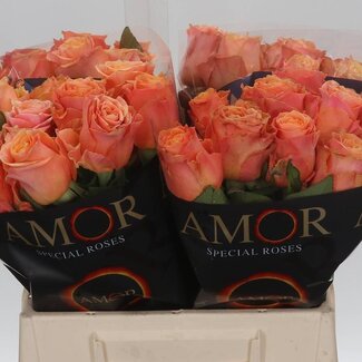 Freshy Roos “Olympus” | Kleur: Oranje | Lengte ± 40 centimeter | Per 20 verse bloemen