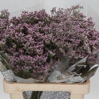 Freshy Limonium Saf Oshi Pink