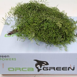 Freshy Koraalvaren | Kleur: Groen | Lengte ± 15 centimeter | 30 takken per bos | Per 5 bossen