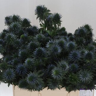 Freshy Eryngium Kruisdistel “Scorpius Questar” | Kleur: Blauw | Lengte ± 50 centimeter | Per 10 verse bloemen