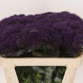Freshy Trachelium Purpureum “Lake Michigan” | Kleur: Paars | Lengte ± 70 centimeter | Per 20 verse bloemen