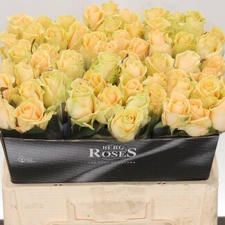 Freshy Roos “Avalanche Peach” | Kleur: Oranje | Lengte ± 55 centimeter | Per 10 verse bloemen