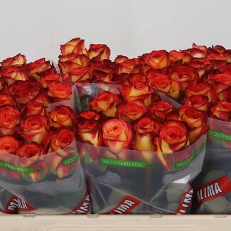 Freshy Roos “Firefox” | Kleur: Rood | Lengte ± 50 centimeter | Per 20 verse bloemen