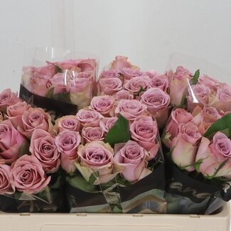 Freshy Roos “Pillow Talk” | Kleur: Paars | Lengte ± 50 centimeter | Per 20 verse bloemen