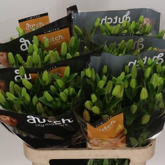 Freshy Lelie Longiflorum x Aziatische Lelie Aqua “Double Love” | Kleur: Gemengde Kleuren | Lengte ± 85 centimeter | Per 10 stelen verse bloemen