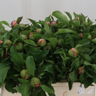 Freshy Paeonia Soft Salmon Saucer