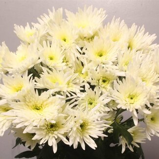 Freshy Chrysant T Delian White