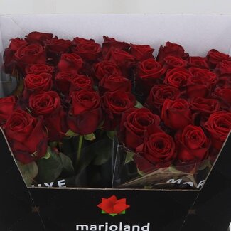 Freshy Rosa Red Naomi