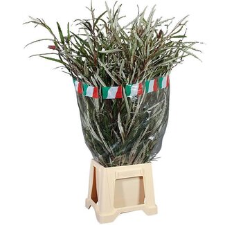 Freshy Grevillea | Farbe: Grün | Länge ± 100 centimeter | 300 gram pro Bund | Pro 5 Bunde