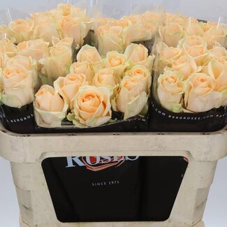 Freshy Roos “Avalanche Peach” | Kleur: Oranje | Lengte ± 70 centimeter | Per 10 verse bloemen