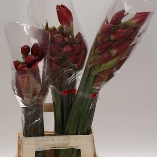 Freshy Amaryllis Ridderster | Kleur: Gemengde Kleuren | Lengte ± 70 centimeter | Per 10 verse bloemen