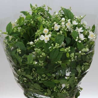 Freshy Philadelphus Boerenjasmijn | Couleur: Blanc | Longueur ± 50 centimeter | 200 gram par botte | Par 5 bottes