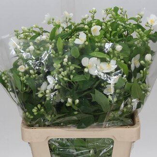 Freshy Philadelphus 200gr (p. bos)