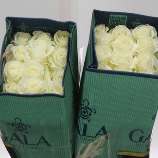 Freshy Grootbloemige Roos “Polarstar” | Kleur: Wit | Lengte ± 40 centimeter | Herkomst Ecuador | Per 25 verse bloemen