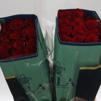 Freshy Grootbloemige Roos “Born Free” | Kleur: Rood | Lengte ± 40 centimeter | Herkomst Ecuador | Per 25 verse bloemen