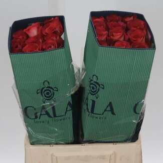 Freshy Grootbloemige Roos “Leonidas” | Kleur: Bruin | Lengte ± 40 centimeter | Herkomst Ecuador | Per 25 verse bloemen