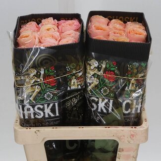 Freshy Grootbloemige Roos “Suns X-pression” | Kleur: Geel | Lengte ± 60 centimeter | Herkomst Ecuador | Per 25 verse bloemen