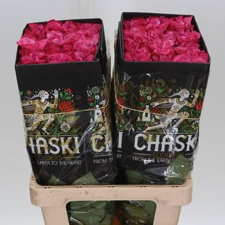 Freshy Grootbloemige Roos “Country Blues” | Kleur: Roze | Lengte ± 60 centimeter | Herkomst Ecuador | Per 25 verse bloemen