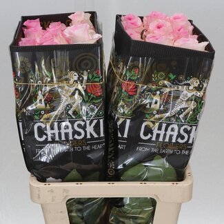 Freshy Large-flowered Rose “Mandala” | Colour: Pink | Length ± 60 centimetre | Origin Ecuador | Per 25 fresh flowers