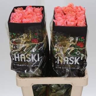 Freshy Grootbloemige Roos “Dragonfly” | Kleur: Roze | Lengte ± 60 centimeter | Herkomst Ecuador | Per 25 verse bloemen