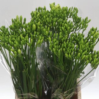 Freshy Freesia enkel White River