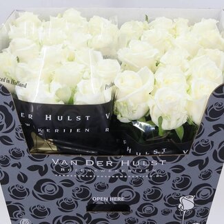 Freshy Rose “Noelia” | Couleur: Blanc | Longueur ± 70 centimeter | Par 10 fleurs fraîches