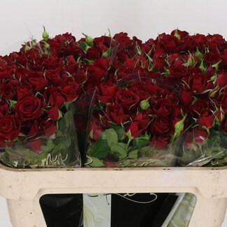 Freshy Trosroos “Rubicon” | Kleur: Rood | Lengte ± 70 centimeter | Per 10 verse bloemen