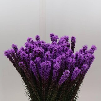 Freshy Liatris Callilepis