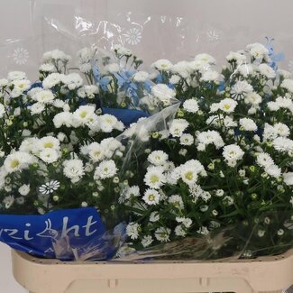 Freshy Aster Cassy Hollands