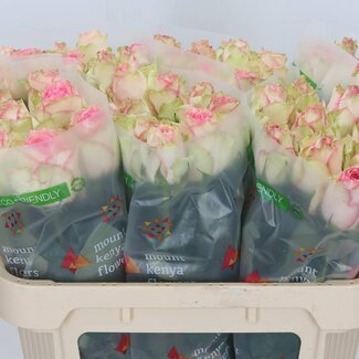 Freshy Roos “Esperance” | Kleur: Roze | Lengte ± 70 centimeter | Per 20 verse bloemen