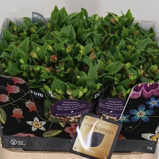 Freshy Alstroemeria Fl “Coral” | Kleur: Oranje | Lengte ± 75 centimeter | Per 10 stelen verse bloemen