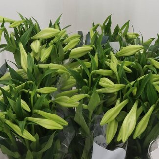 Freshy Lelie Longiflorum Aqua “White Heaven” | 3 bloemen | Kleur: Wit | Lengte ± 80 centimeter | Per 10 stelen verse bloemen