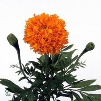 Freshy Tagetes Afrikaantje “Promise Orange” | Kleur: Oranje | Lengte ± 70 centimeter | Per 10 verse bloemen