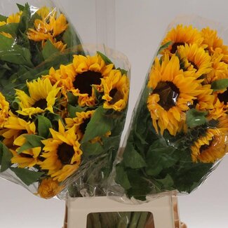 Freshy Helianthus Zonnebloem “Sunrich Orange” | Kleur: Geel | Lengte ± 80 centimeter | Per 10 verse bloemen