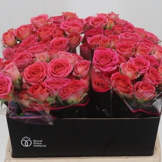Freshy Hollandse Trosroos “Chimo” | Kleur: Roze | Lengte ± 40 centimeter | Per 20 verse bloemen
