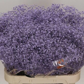 Freshy Gypsophila Gipskruid Kleurbehandeld “Xlence Milka” | Kleur: Paars | Lengte ± 80 centimeter | Per 25 stelen verse bloemen