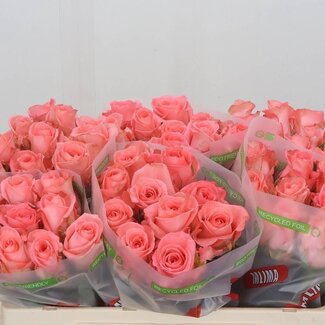 Freshy Roos “Unicorn” | Kleur: Roze | Lengte ± 50 centimeter | Per 20 verse bloemen