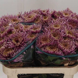 Freshy Deco Chrysanthemum Chrysant “Baltazar Intense” | Kleur: Paars | Lengte ± 75 centimeter | Per 10 verse bloemen