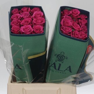 Freshy Grootbloemige Roos “Breezer” | Kleur: Roze | Lengte ± 40 centimeter | Herkomst Ecuador | Per 25 verse bloemen
