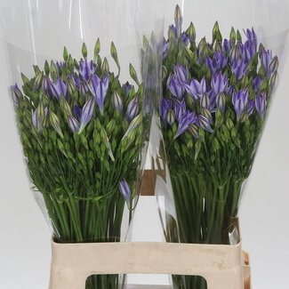Freshy Triteleia Brodiaea “Rudy” | Kleur: Wit Paars | Lengte ± 60 centimeter | Per 50 verse bloemen