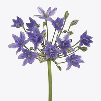 Freshy Triteleia (brodea) Twin Sisters