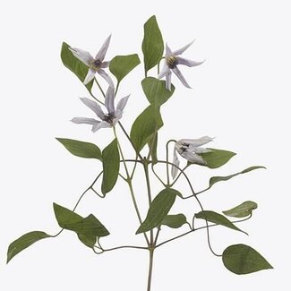 Freshy Clematis Bosrank “Amazing Miami” | Kleur: Blauw | Lengte ± 60 centimeter | Per 10 stelen verse bloemen