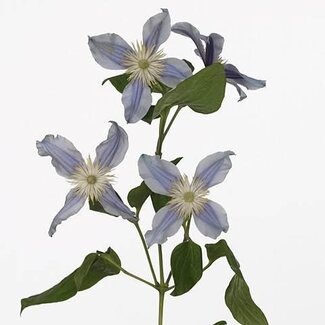 Freshy Clematis Bosrank “Star River” | Kleur: Blauw | Lengte ± 60 centimeter | Per 10 stelen verse bloemen