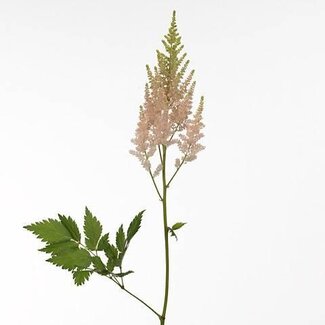 Freshy Astilbe Chinensis “Vision Inferno” | Kleur: Wit | Lengte ± 45 centimeter | Per 10 stelen verse bloemen