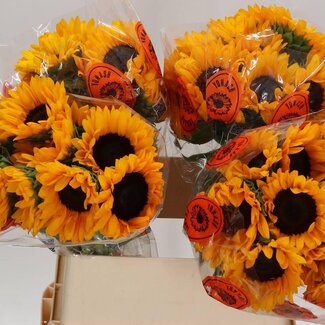 Freshy Helianthus An Orange Fire