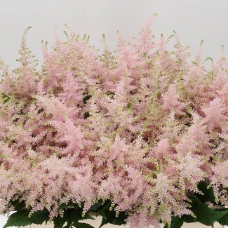Freshy Astilbe Ja Europa